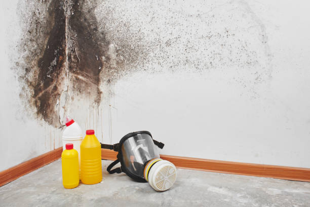 Best Mold Testing and Inspection Services in South Cleveland, TN