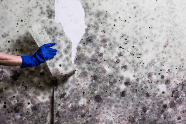Best White Mold Remediation in South Cleveland, TN